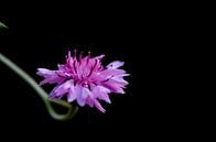 Solo-Blume von Mieke Verkennis Miniaturansicht