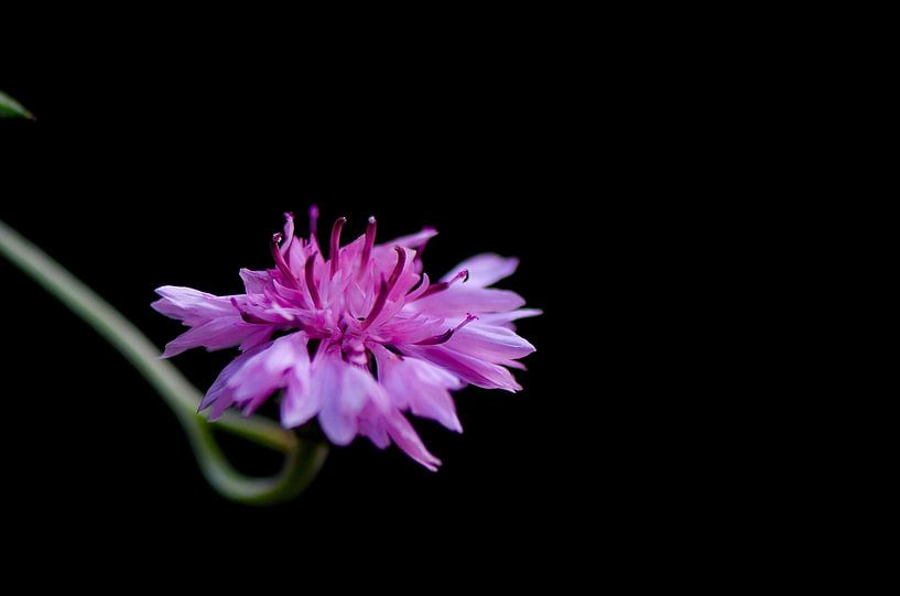 Solo-Blume von Mieke Verkennis