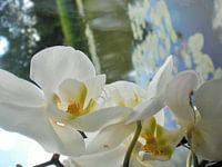 Witte orchidee