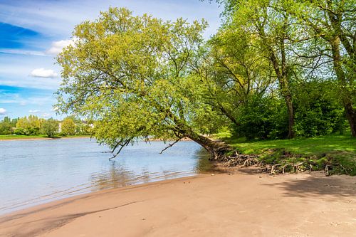 Het  strandje, de rivier en de boom.