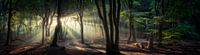 Panorama in het bos van Edwin Mooijaart thumbnail