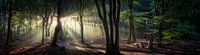 Panorama in het bos