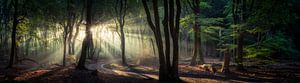 Panorama in het bos van Edwin Mooijaart