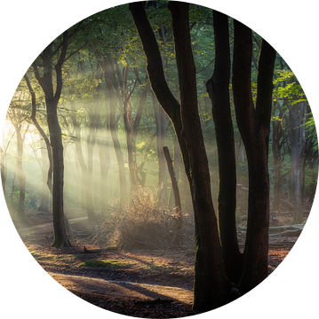 Panorama in het bos van Edwin Mooijaart
