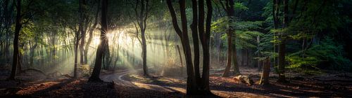 Panorama in the forest by Edwin Mooijaart