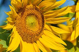 Sunflower by Mi Vidas Fotodesing