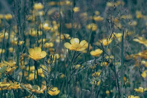 Field full of buttercups