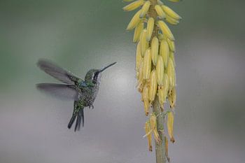 colibri