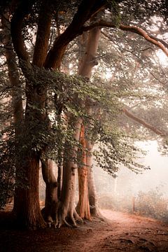 Sprookjesachtig pad langs de bomen van Mandy Grootveld