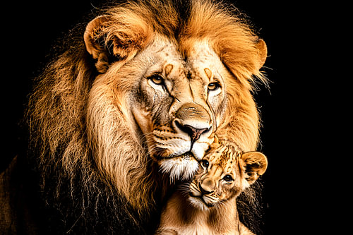 Lion and cub in the dark