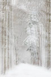 Hiver sur Ingrid Van Damme fotografie