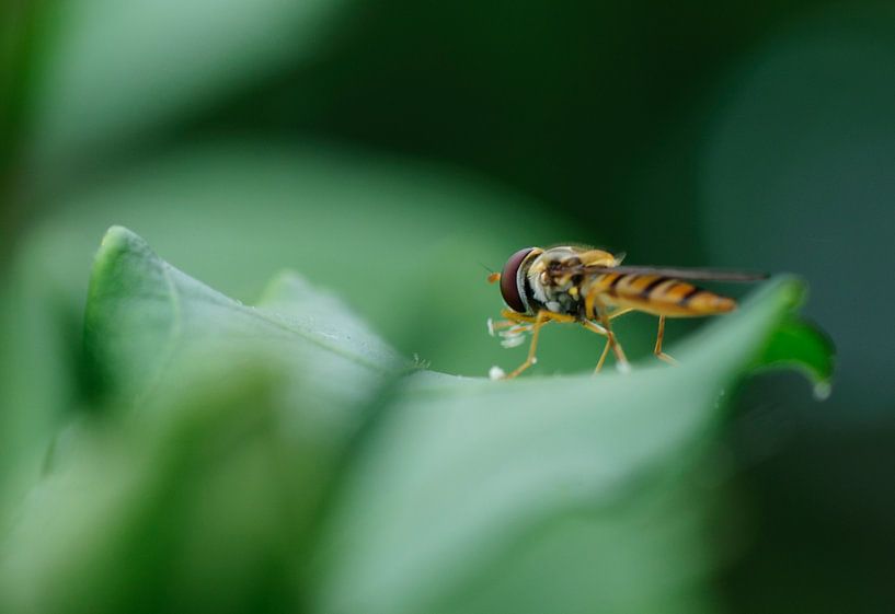 Wespe auf Blatt von Thomas Poots