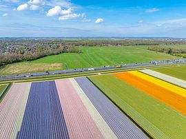 Blühende Tulpen auf einem Feld in Holland von Sjoerd van der Wal Fotografie