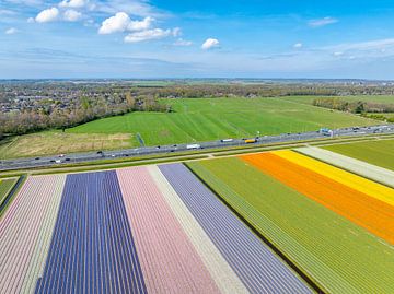 Tulpen in bloei in een veld in Nederland van Sjoerd van der Wal Fotografie
