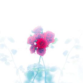 de mysterieuze roos /  the mysterious rose van Shop bij Rob