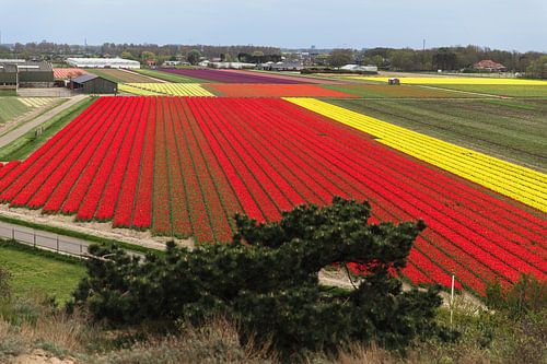 Uitzicht op het bloemenveld
