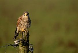 Falke, Turmfalke,Turmfalke,Faucon crécerelle von Corrie Post