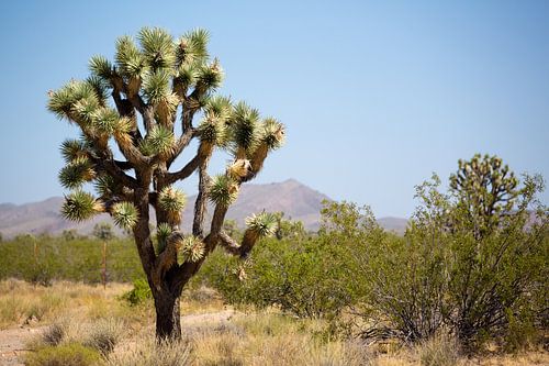 Joshua tree in de zon