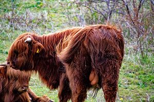 Schottischer Highlander Cojones
