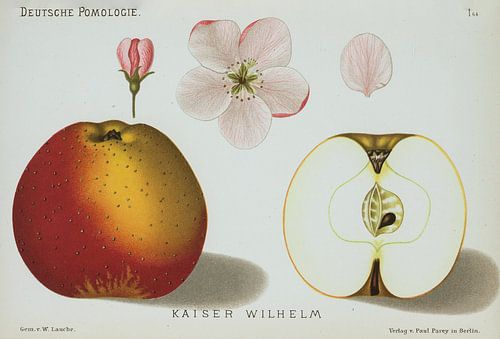 Appel, Lauche, W. Duitse pomologie: