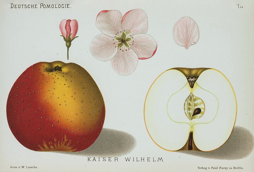 Appel, Lauche, W. German pomology: by Teylers Museum