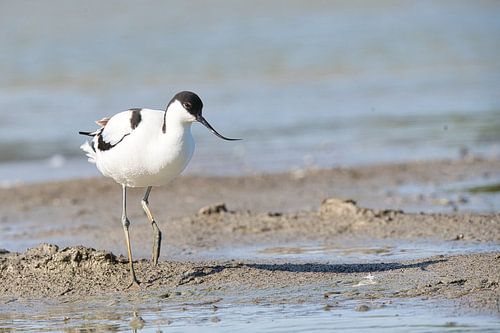 Pied-billed grebe on a walk