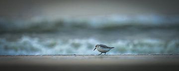 Sanderling on the beach by Dirk van Egmond