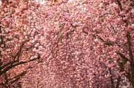 Kirschblüte in Bonn von Jiri Viehmann Miniaturansicht