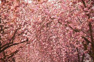 Kirschblüte in Bonn