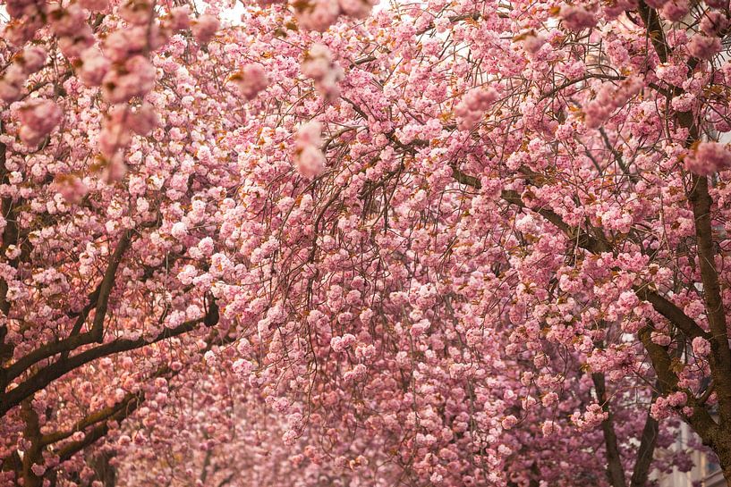 Fleurs de cerisier à Bonn par Jiri Viehmann
