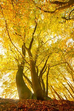 Vieux hêtres dans une forêt d'automne sur Sjoerd van der Wal