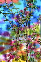 Blossom, blossom, spring, colors, psychedelic, flowerpower, kitchen yard,