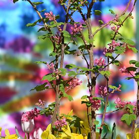 Blossom, bloesem, voorjaar, kleuren, psychedelic, flowerpower, keukenhof, van Anita van der Wiel