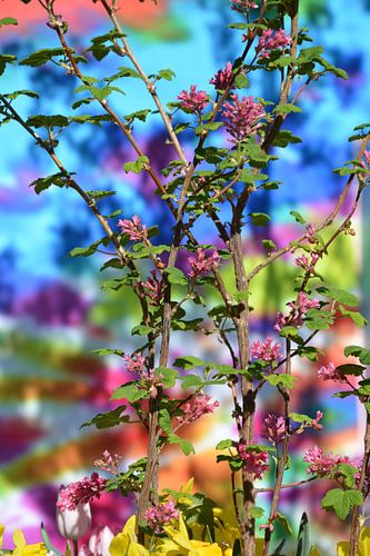 Blossom, blossom, spring, colors, psychedelic, flowerpower, kitchen yard,