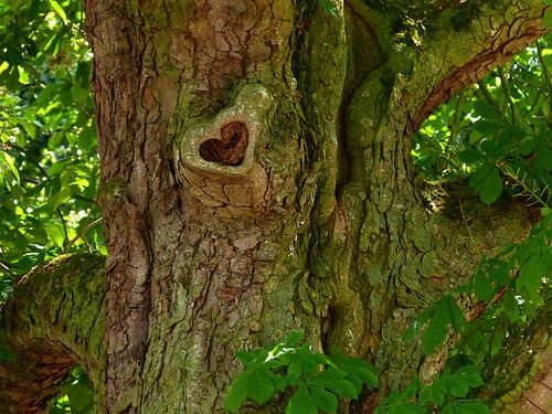 I Wood Of You. (Heart In Tree)