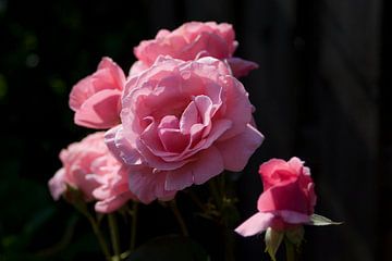 rose and rose bud