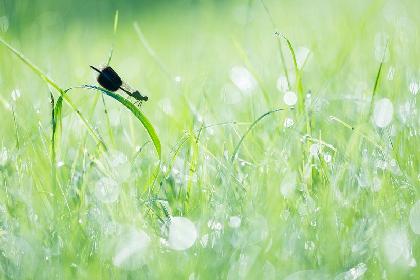 Kleine Pechlibelle von Danny Slijfer Natuurfotografie