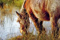 Paard aan het drinken in vrije natuur