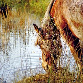 Paard aan het drinken in vrije natuur van Foto Graaf Eric
