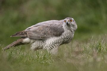 Havik op het gras van Janny Beimers