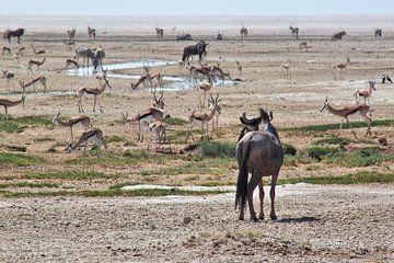 The view of a wildebeest by Mario van Telgen