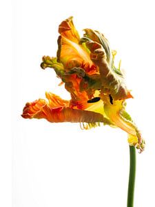 Parrot Tulip orange front