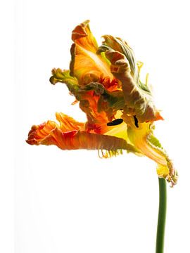 Parrot Tulip orange front van Anjo Kan