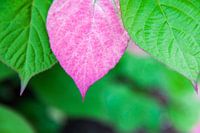 Roze blad van de Sierkiwiplant
