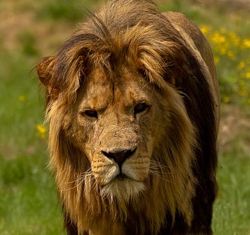 Lion is looking me in the eye by Wouter Van der Zwan