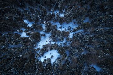 A dreamy winter forest from above by Daniel Gastager