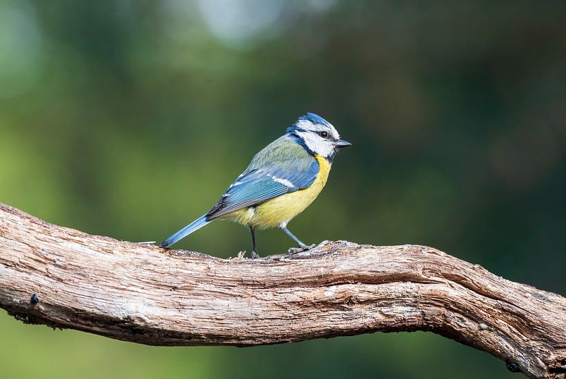 Mésange bleue au refuge par Merijn Loch
