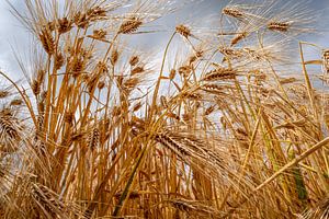 Dynamisches Maisfeld im Wind