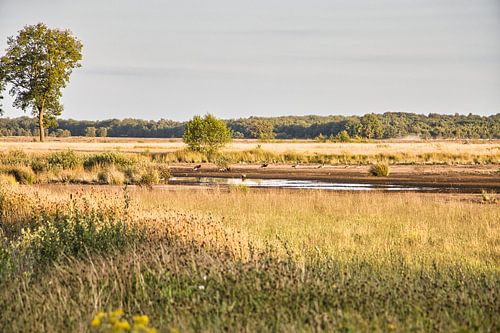 Dwingelderveld