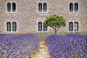 Kloster-Lavendel Provence by Joachim G. Pinkawa